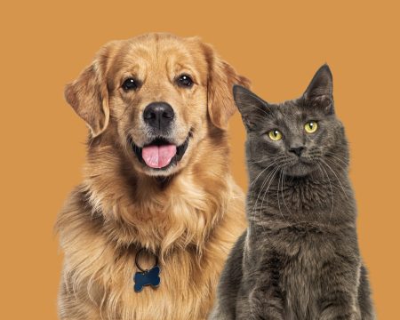 Happy Cats and dogs panting, together in a row, agaisnt orange